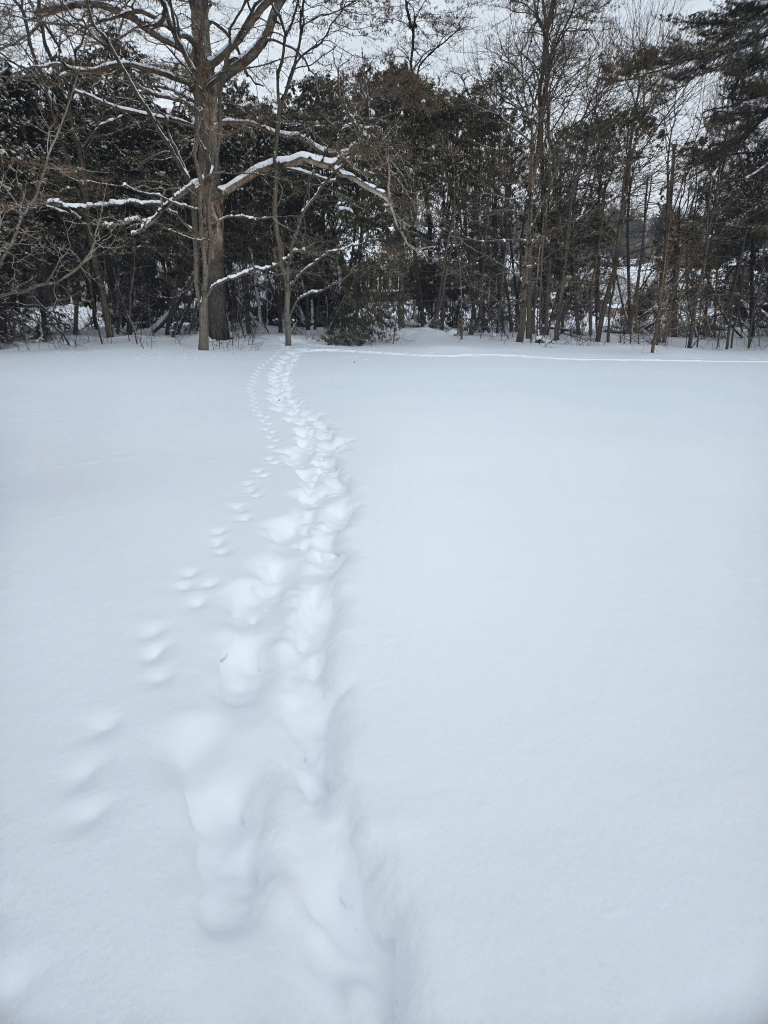A photo of footprints in the snow leading to the trees.